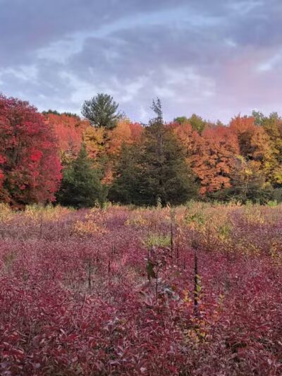 Willard's Woods - Lexington, MA