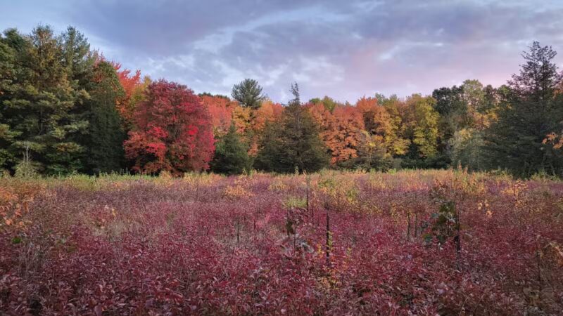 Willard's Woods - Lexington, MA