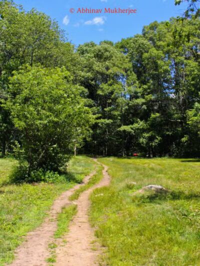 Willard's Woods - Lexington, MA