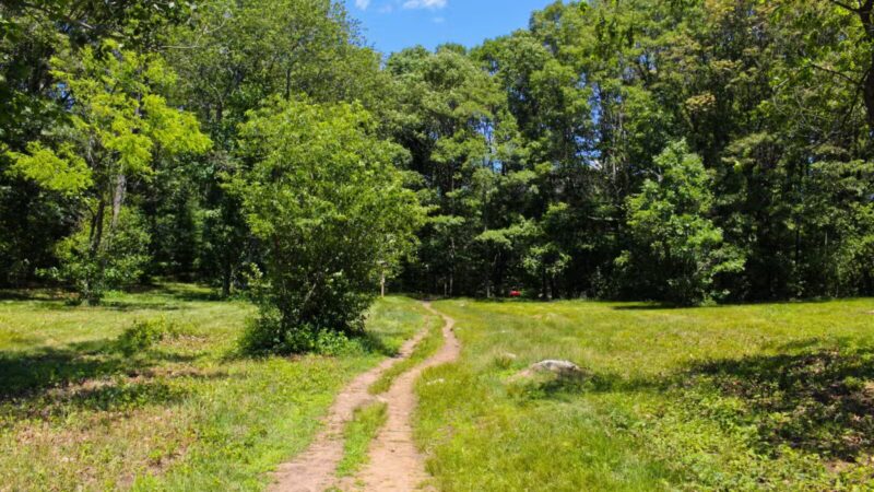 Willard's Woods - Lexington, MA