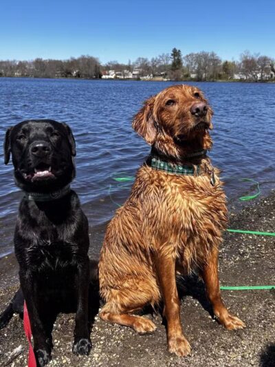 K9University - Lindenhurst, NY