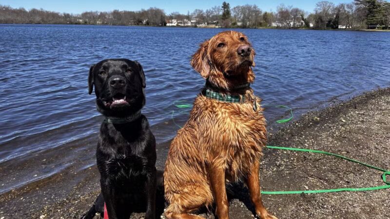 K9University - Lindenhurst, NY