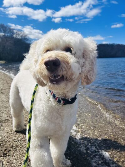 K9University - Lindenhurst, NY