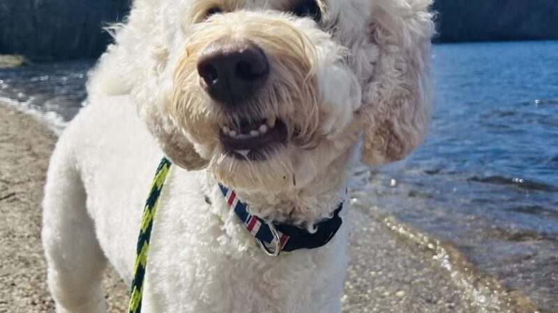 K9University - Lindenhurst, NY