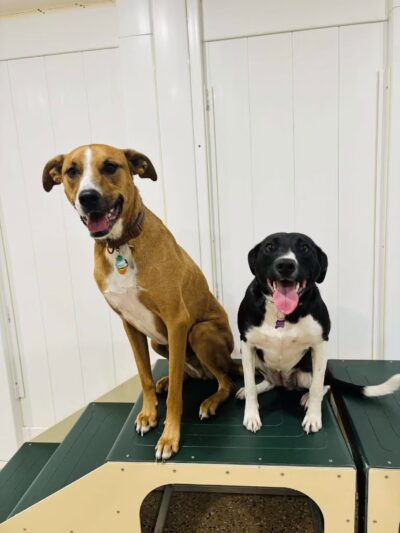 K9University - Lindenhurst, NY