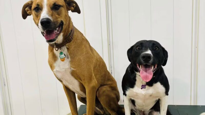 K9University - Lindenhurst, NY
