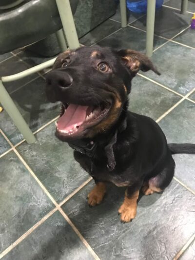 K9University - Lindenhurst, NY