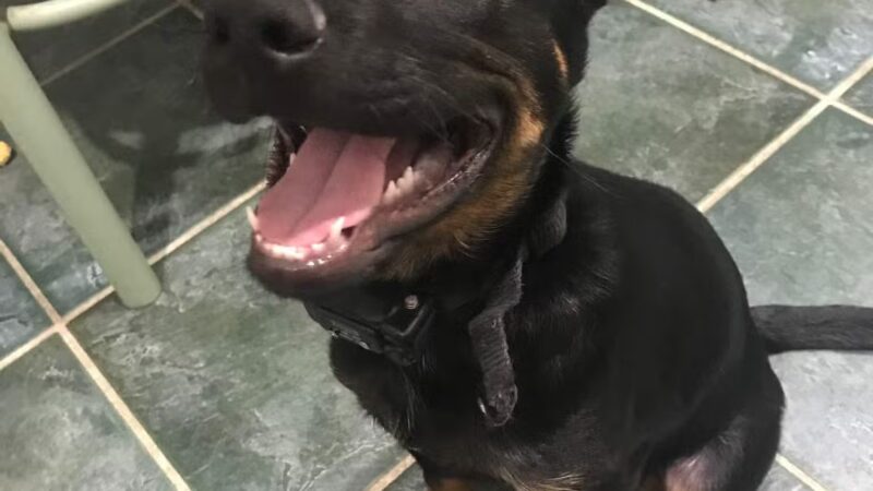 K9University - Lindenhurst, NY