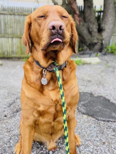 K9University - Lindenhurst, NY