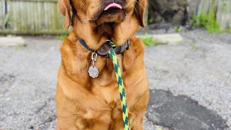 K9University - Lindenhurst, NY