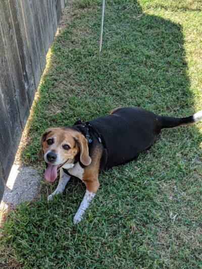 Scentral Bark - Lindsborg, KS