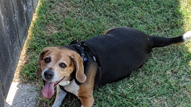 Scentral Bark - Lindsborg, KS