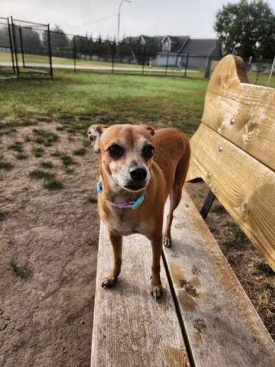 Scentral Bark - Lindsborg, KS