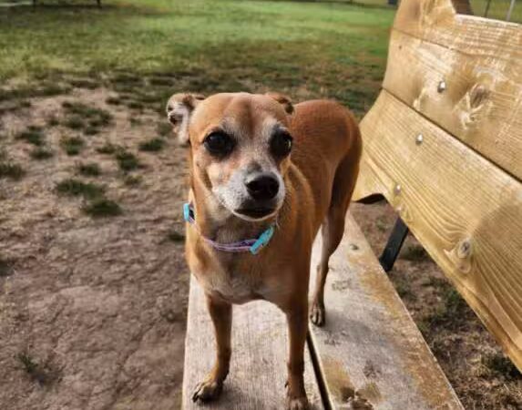 Scentral Bark - Lindsborg, KS