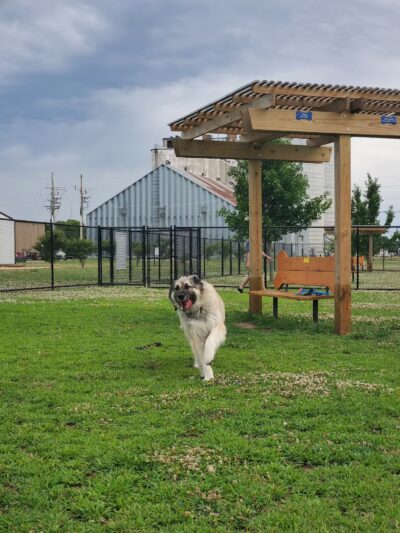 Scentral Bark - Lindsborg, KS