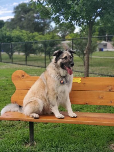 Scentral Bark - Lindsborg, KS