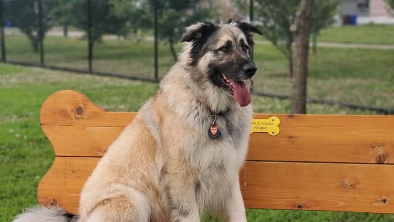 Scentral Bark - Lindsborg, KS