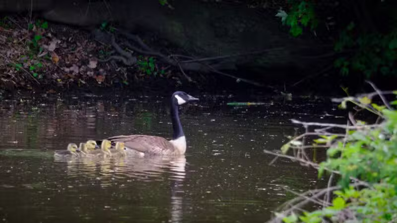 Losen Slote Creek Park - Little Ferry, NJ