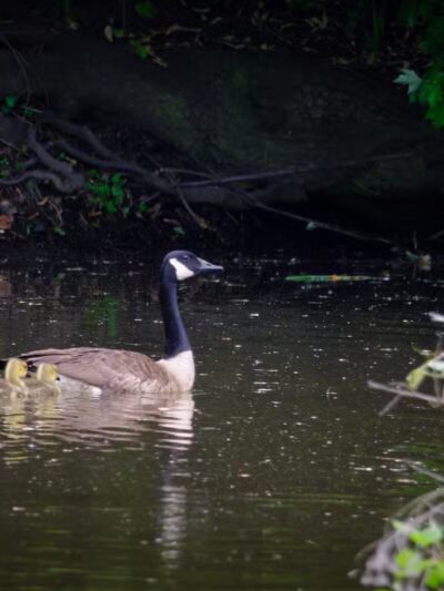 Losen Slote Creek Park - Little Ferry, NJ