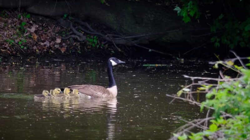 Losen Slote Creek Park - Little Ferry, NJ