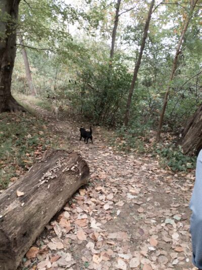 Losen Slote Creek Park - Little Ferry, NJ