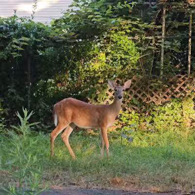 First Street Memorial Park - Lodi, NJ