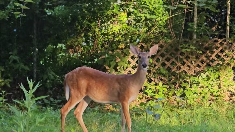 First Street Memorial Park - Lodi, NJ