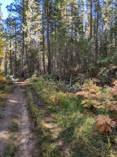 Sugar Pine Railway Trailhead - Long Barn, CA