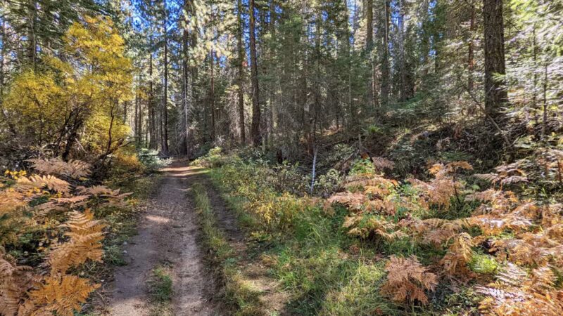 Sugar Pine Railway Trailhead - Long Barn, CA