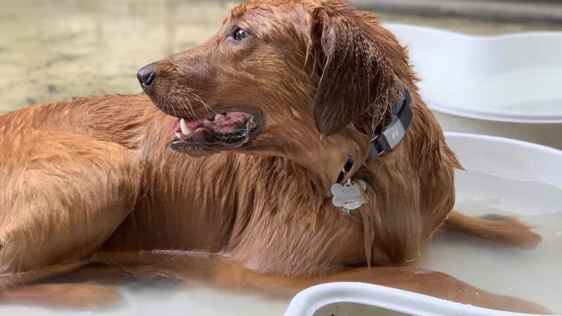 Torsney/Lou Lodati Playground - Long Island City, NY