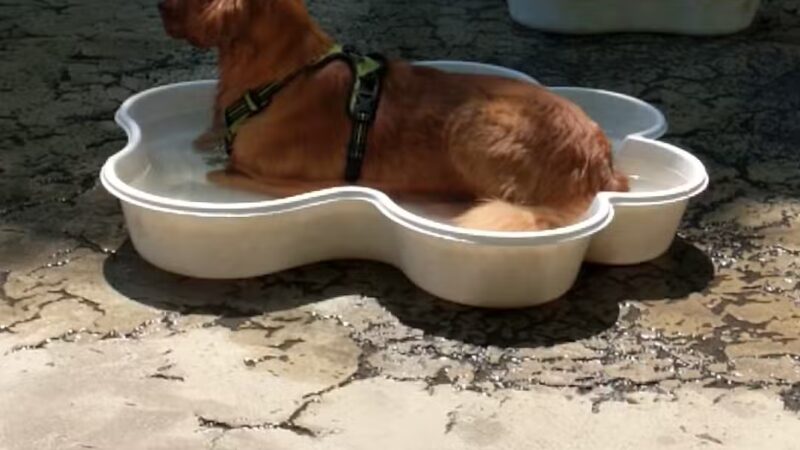 Torsney/Lou Lodati Playground - Long Island City, NY