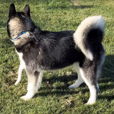 AG Sports Complex and Dog Park - Los Banos, CA