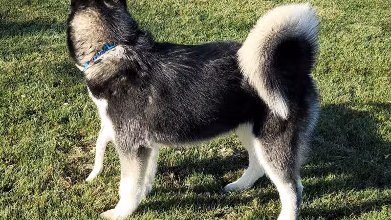 AG Sports Complex and Dog Park - Los Banos, CA