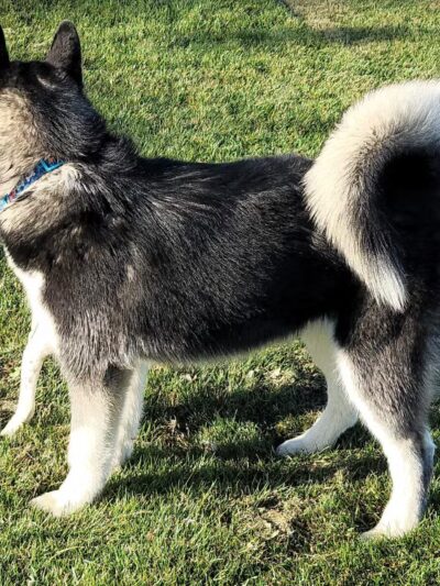 AG Sports Complex and Dog Park - Los Banos, CA