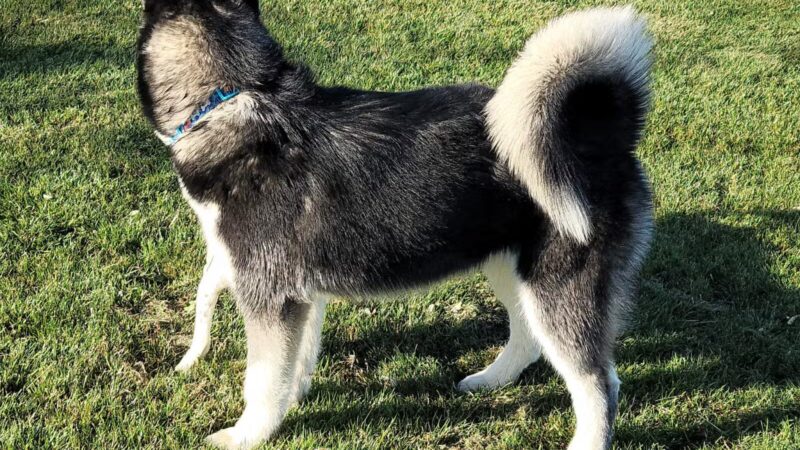 AG Sports Complex and Dog Park - Los Banos, CA