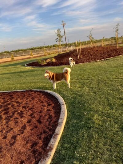 AG Sports Complex and Dog Park - Los Banos, CA