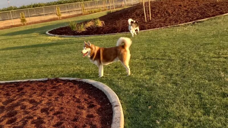 AG Sports Complex and Dog Park - Los Banos, CA