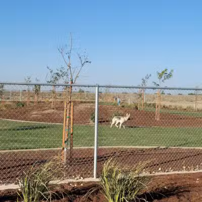 AG Sports Complex and Dog Park - Los Banos, CA