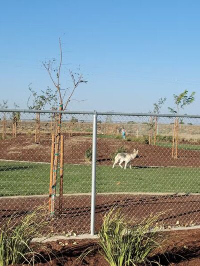 AG Sports Complex and Dog Park - Los Banos, CA