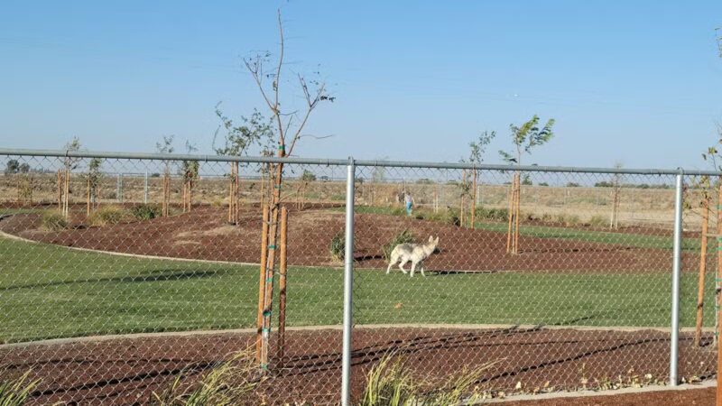 AG Sports Complex and Dog Park - Los Banos, CA