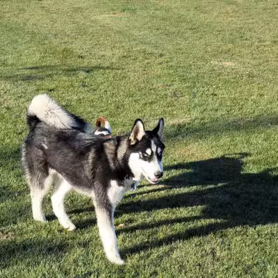 AG Sports Complex and Dog Park - Los Banos, CA
