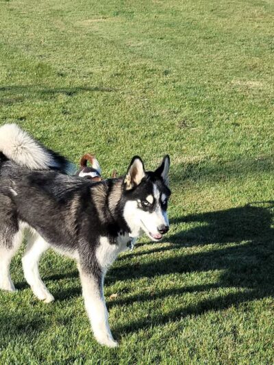 AG Sports Complex and Dog Park - Los Banos, CA