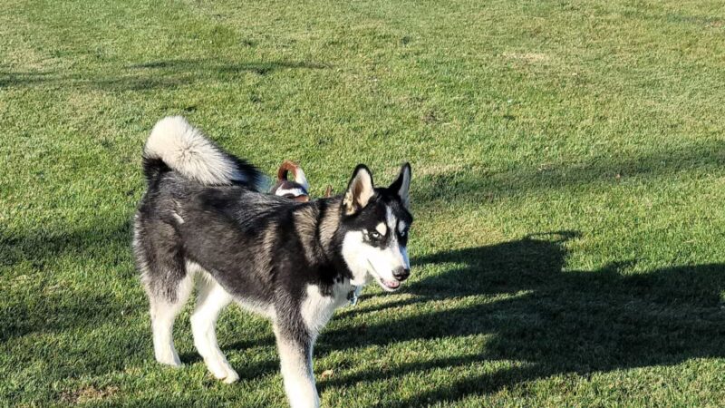 AG Sports Complex and Dog Park - Los Banos, CA