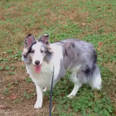 Vettiner Dog Park (Members Only) - Louisville, KY