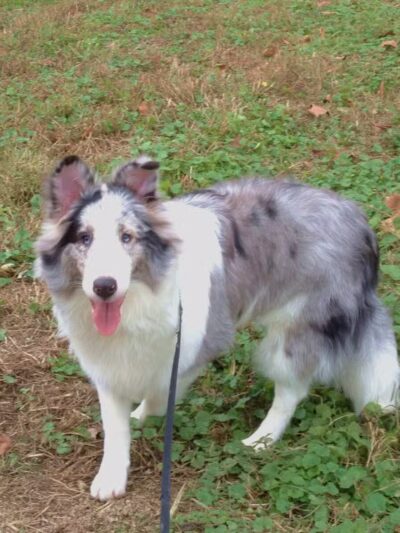 Vettiner Dog Park (Members Only) - Louisville, KY