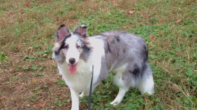 Vettiner Dog Park (Members Only) - Louisville, KY