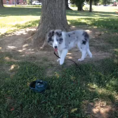 Vettiner Dog Park (Members Only) - Louisville, KY