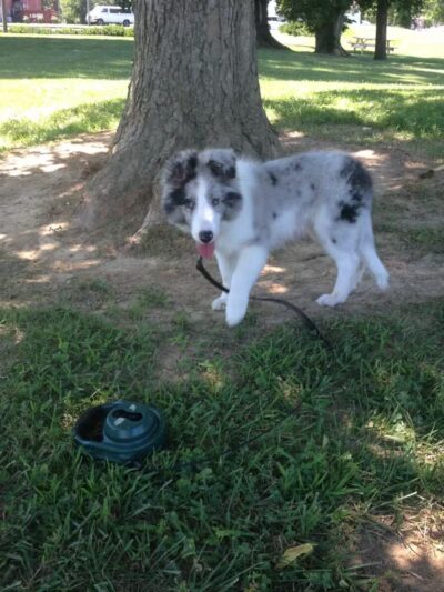 Vettiner Dog Park (Members Only) - Louisville, KY