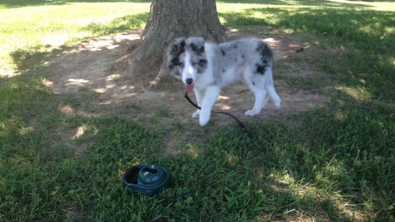 Vettiner Dog Park (Members Only) - Louisville, KY