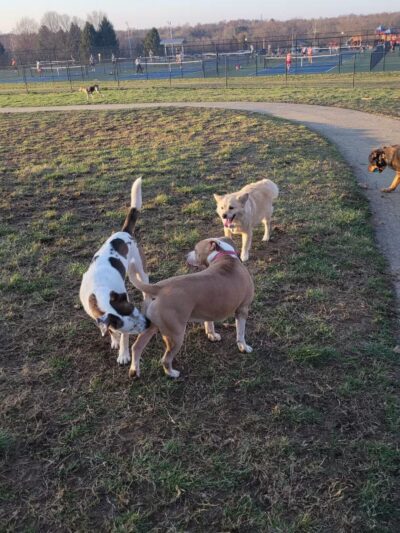Vettiner Dog Park (Members Only) - Louisville, KY